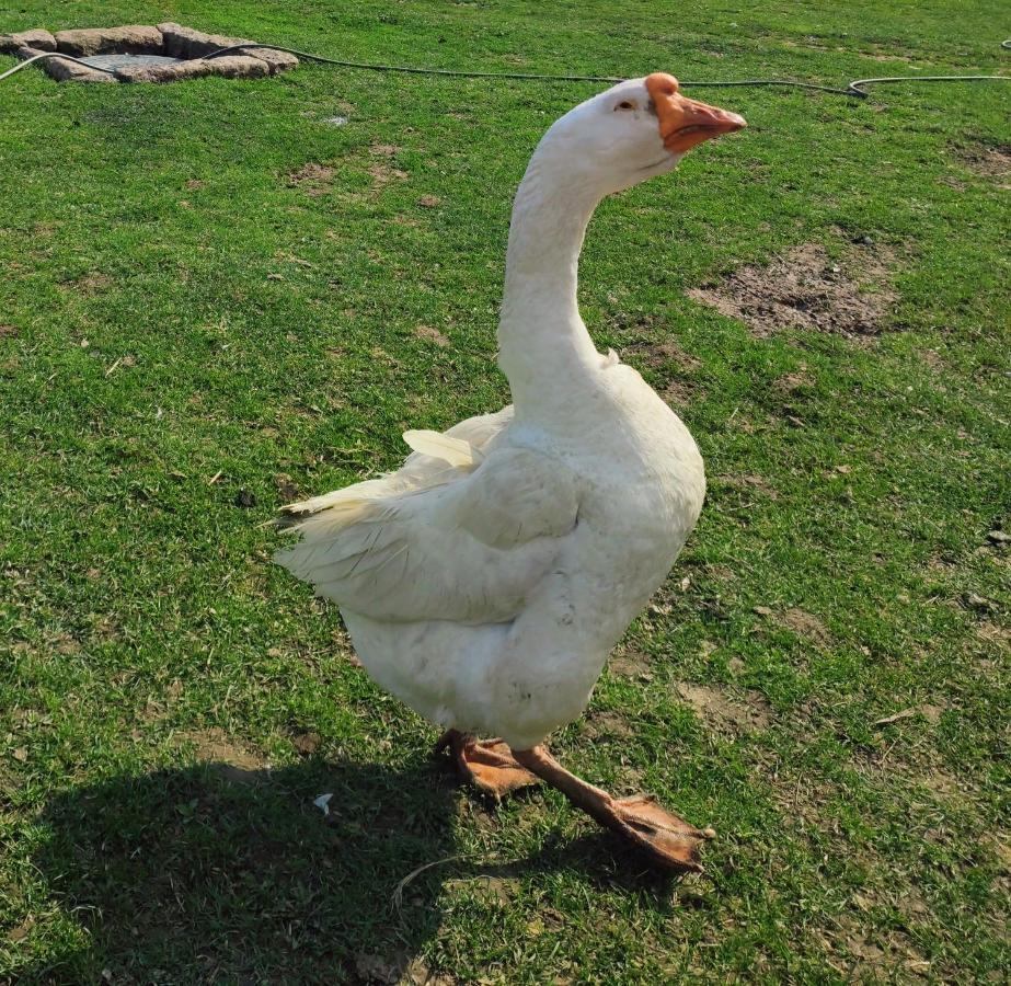 Sudecki Dym Z Kominkiem Kolo Karpacza. Agroturystyka Janowice Wielkie Buitenkant foto